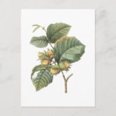 filbert (Corylus maxima) van Redouté Briefkaart (Voorkant)