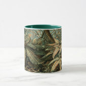 Filicinae door Ernst Haeckel,  varens Planten Mok (Midden)