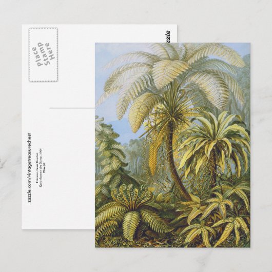 Filicinae (Ferns), Ernst Haeckel Fine Art Briefkaart (Voorkant / Achterkant)
