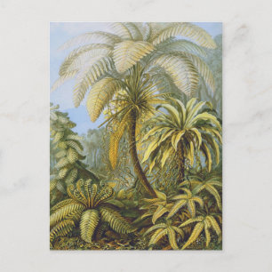 Filicinae (Ferns), Ernst Haeckel Fine Art Briefkaart