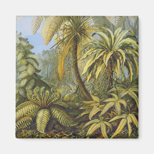 Filicinae (Ferns), Ernst Haeckel Fine Art Magneet (Voorkant)