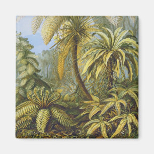 Filicinae (Varens), het Fijne Art. van Ernst Magneet