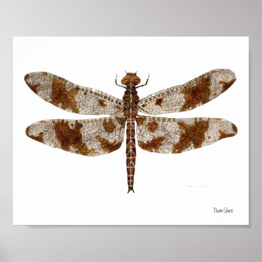 Filigree Skimmer Dragonfly Poster (Voorkant)