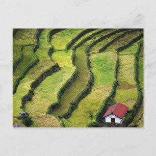 Filipijnen, Batad, verhoogd uitzicht op rijst Briefkaart