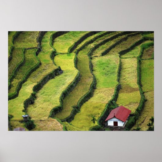 Filipijnen, Batad, verhoogd uitzicht op rijst Poster (Voorkant)