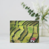 Filipijnen, Batad, verhoogd uitzicht rijst Briefkaart (Staand voorkant)