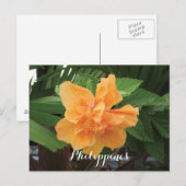 Filipijnen Geel Hibiscus Gumamela Briefkaart (Voorkant / Achterkant)