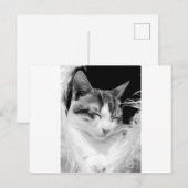 Filipos Apollo b/w Briefkaart (Voorkant / Achterkant)