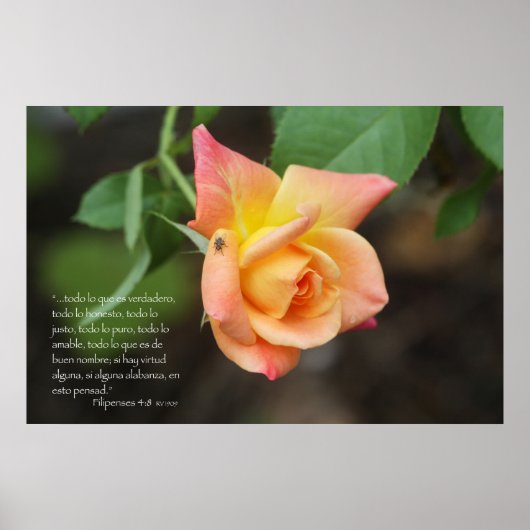 Filippijnen 4:8 con rosa poster (Voorkant)