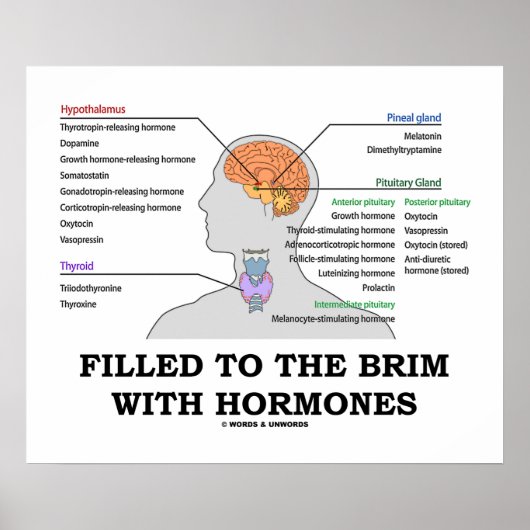 Filled To The Brim With Hormones Endocrine Humor Poster (Voorkant)