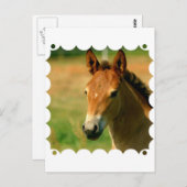 Filly Briefkaart (Voorkant / Achterkant)