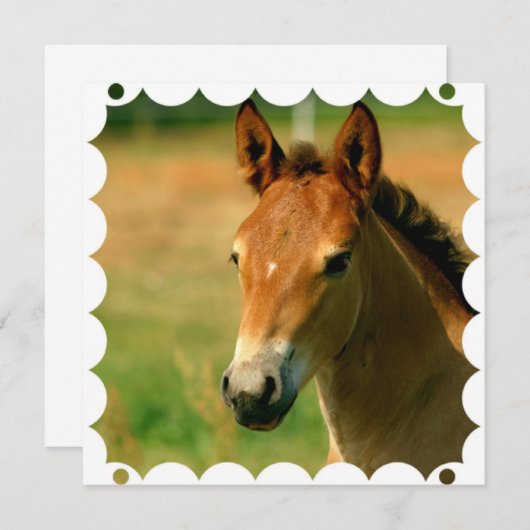 Filly Horse Invitation Kaart (Voorkant / Achterkant)