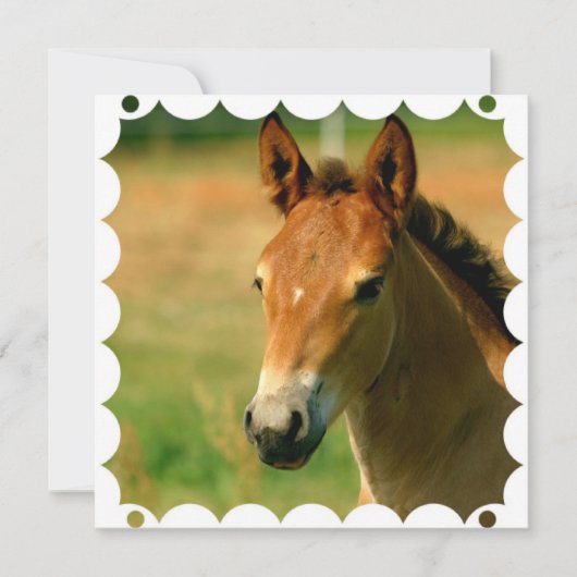 Filly Horse Invitation Kaart (Voorkant)