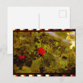  Film Hidden Roos Briefkaart (Voorkant / Achterkant)