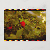 Film Hidden Roos Briefkaart (Voorkant)
