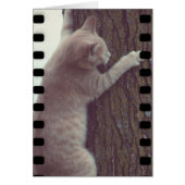 Film Rascal (Voorkant)