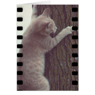 Film Rascal