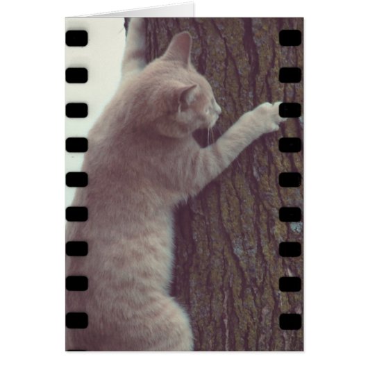 Film Rascal (Voorkant)