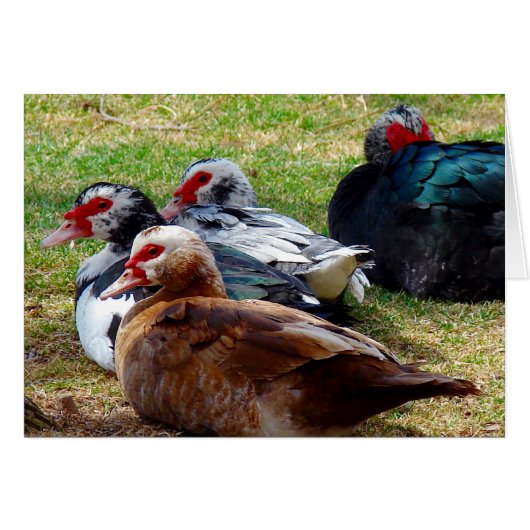 Films (Voorkant Horizontaal)