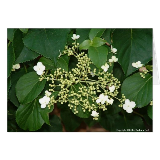 Filoli bloemen1 (Voorkant Horizontaal)