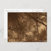 Filterzonneschijn Thru Pines Briefkaart (Voorkant / Achterkant)