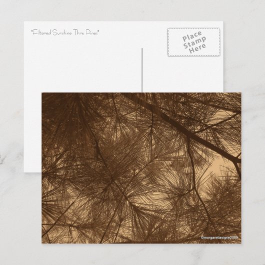 Filterzonneschijn Thru Pines Briefkaart (Voorkant / Achterkant)