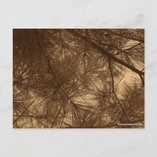 Filterzonneschijn Thru Pines Briefkaart (Voorkant)