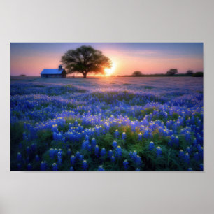 Filtreerd van Bluebonnets bij Zonnetijd met Barn e Poster
