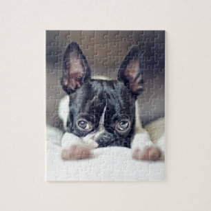 Fina the Boston Terrier Legpuzzel
