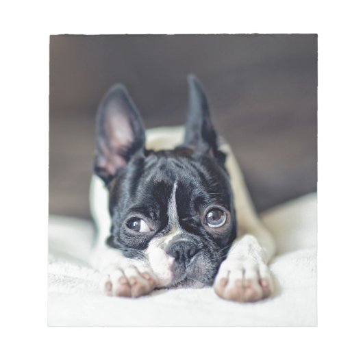 Fina the Boston Terrier Notitieblok (Voorkant)