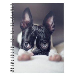 Fina the Boston Terrier Notitieboek