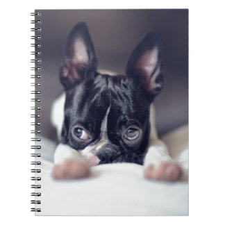 Fina the Boston Terrier Notitieboek