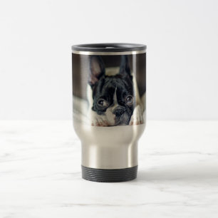 Fina the Boston Terrier Reisbeker
