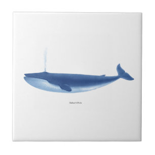 Finback Whale no.4 Marine Mammal Nautical Decor Tegeltje
