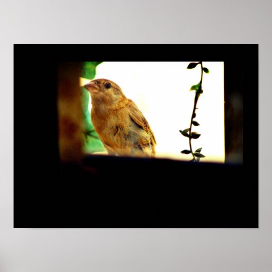 Finch Beauty Poster (Voorkant)