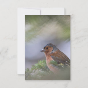 Finch Bird Natuur Photo Card RSVP Kaartje