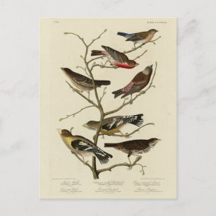 Finch, Bunting, Grosbeak, Audubon Birds of America Briefkaart