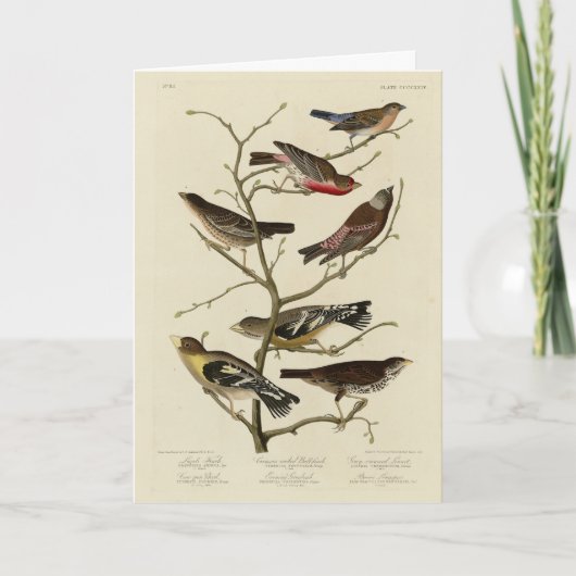 Finch, Bunting, Grosbeak, Audubon Birds of America Kaart (Voorkant)