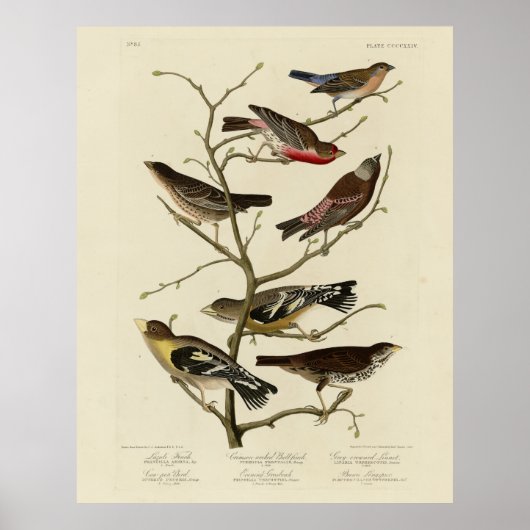 Finch, Bunting, Grosbeak, Audubon Birds of America Poster (Voorkant)
