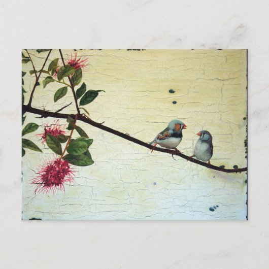 Finch Conversation Postcard Briefkaart (Voorkant)