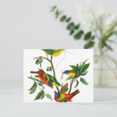 Finch, geschilderd door John James Audubon Briefkaart (Staand voorkant)