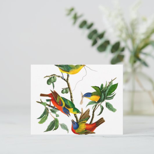 Finch, geschilderd door John James Audubon Briefkaart (Staand voorkant)