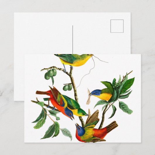 Finch, geschilderd door John James Audubon Briefkaart (Voorkant / Achterkant)