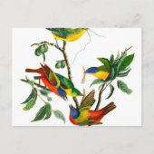 Finch, geschilderd door John James Audubon Briefkaart (Voorkant)
