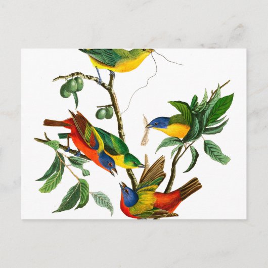 Finch, geschilderd door John James Audubon Briefkaart (Voorkant)