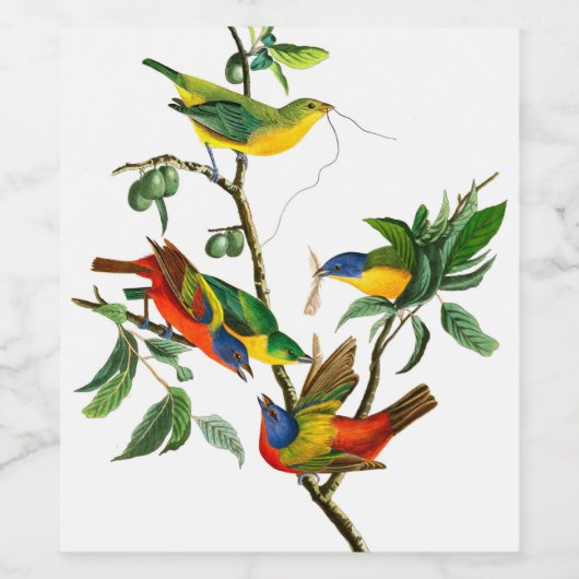 Finch, geschilderd door John James Audubon Wijn Etiket (Enkel label)