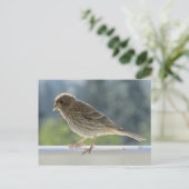 Finch in de Morning Sun. Briefkaart (Staand voorkant)