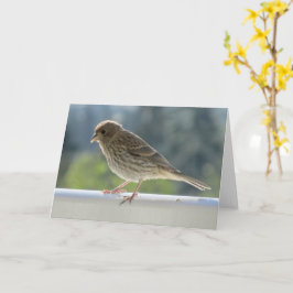 Finch in de Morning Sun. Kaart