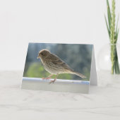 Finch in de Morning Sun. Kaart (Voorkant)