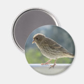 Finch in de Morning Sun. Magneet (Voorkant / Achterkant)